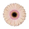 GERBERA 