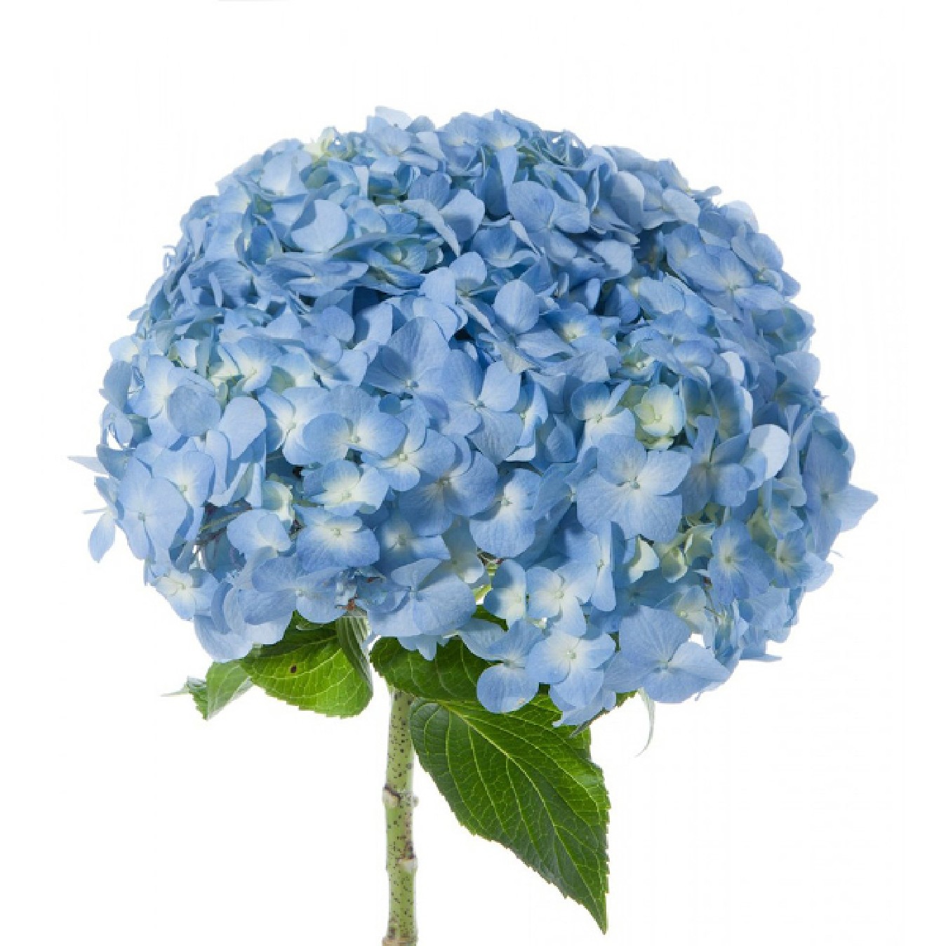 HORTENSIA