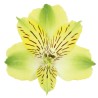 ALSTROEMERIA