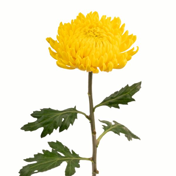 Imagen de flor crisantemo uniflora