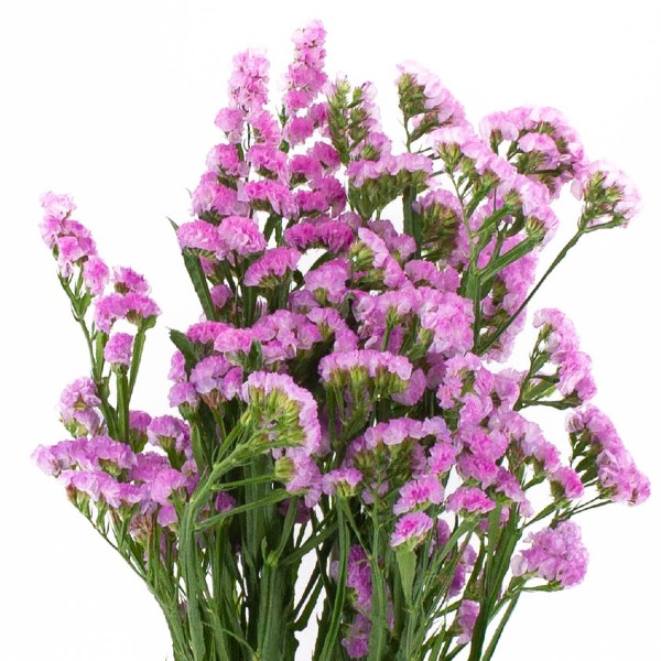 Imagen de flor de relleno