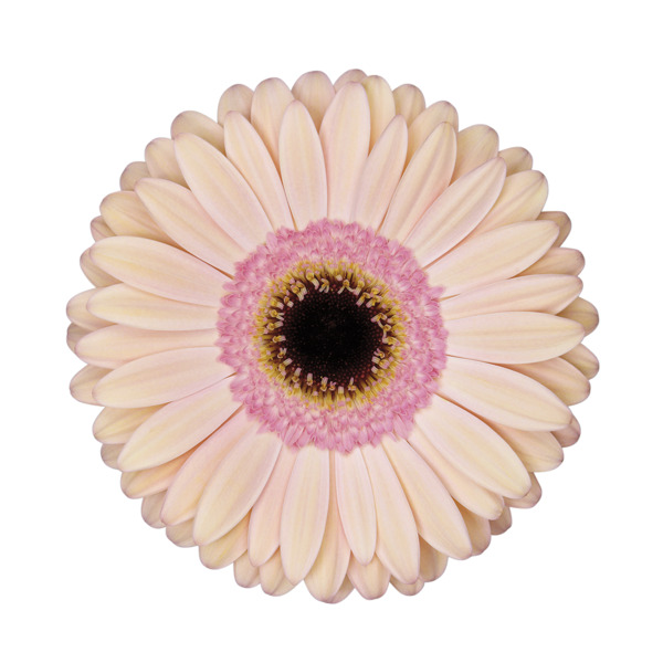 Imagen de flor gerbera