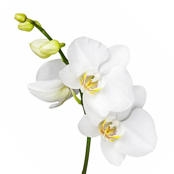 Imagen de flor orquídea