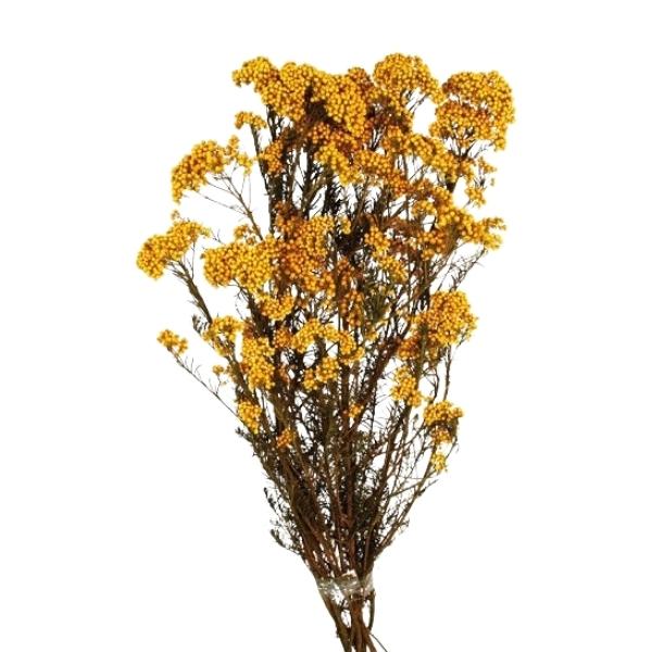 Imagen con flor preservada