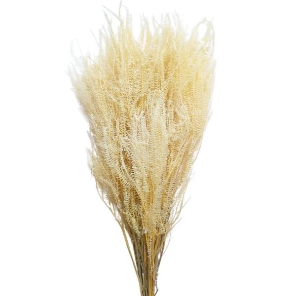 Imagen con helecho preservado