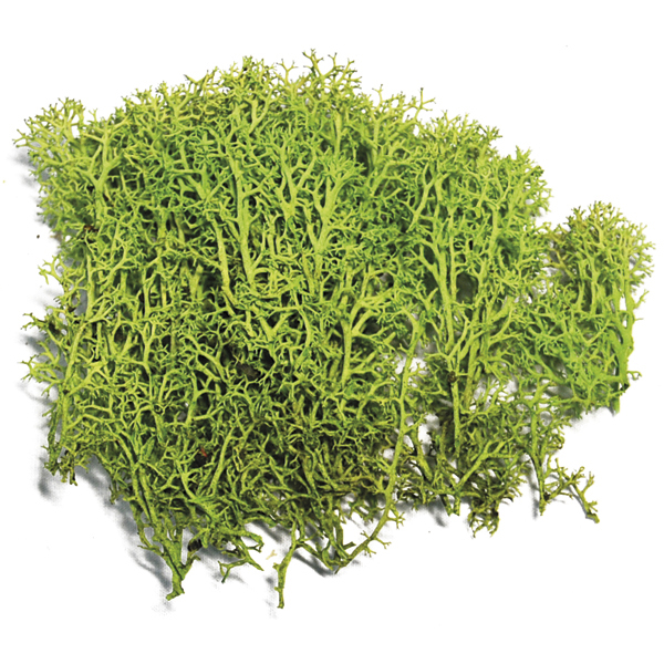 Imagen de musgo preservado