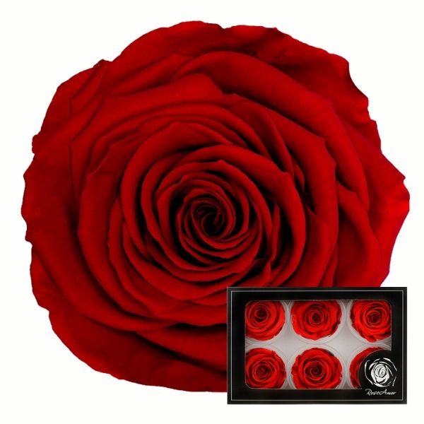 Imagen de rosa preservada