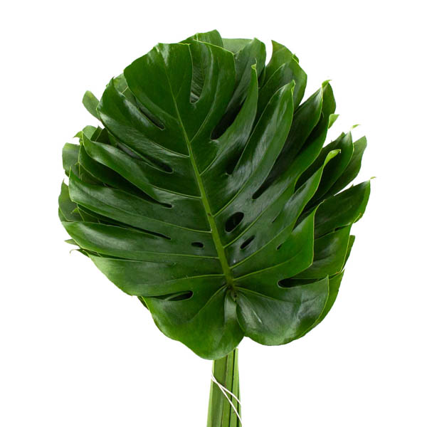 Imagen de hojas anchas